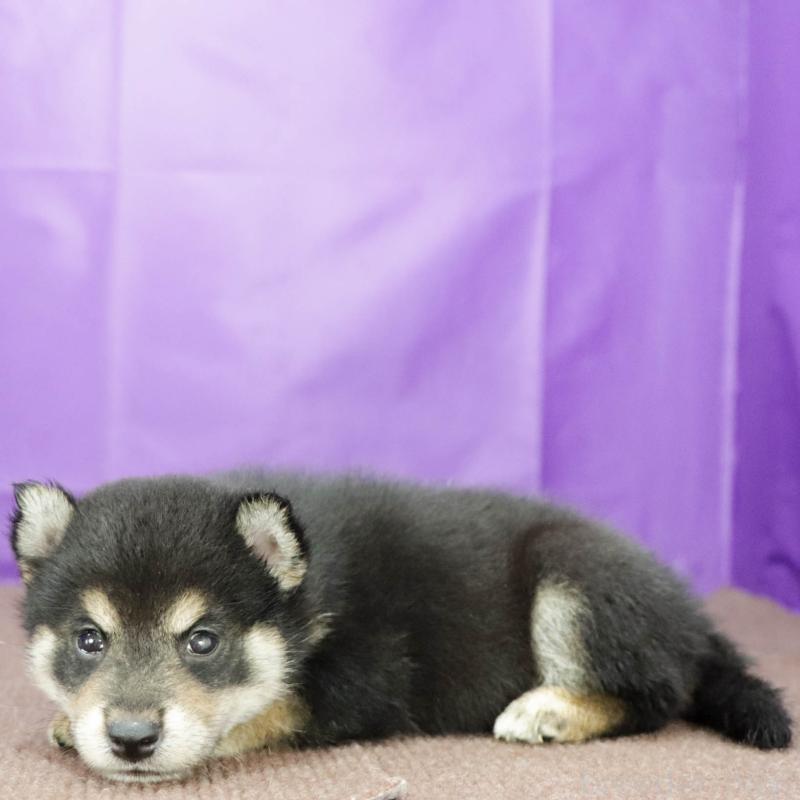 販売中の愛知県の柴犬-411063の2枚目
